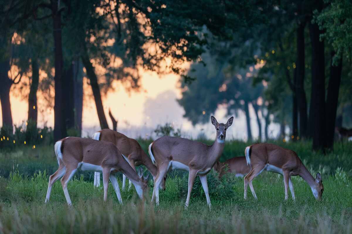 A realistic illustration of different deer species in a twilight forest setting.