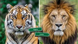 5 Incredible Facts: Are Tigers Bigger Than Lions? 5 Comparison of a tiger and a lion face-to-face with direction signs, highlighting size and differences between tigers and lions.