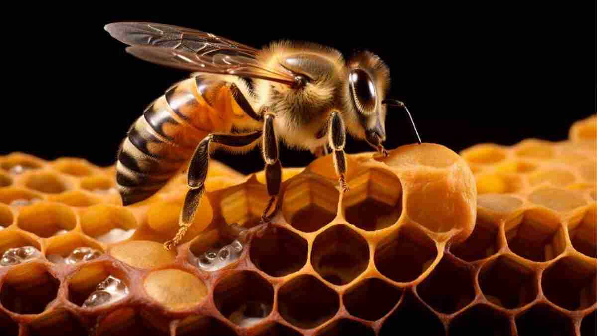 Close-up of a honeybee working on a honeycomb.