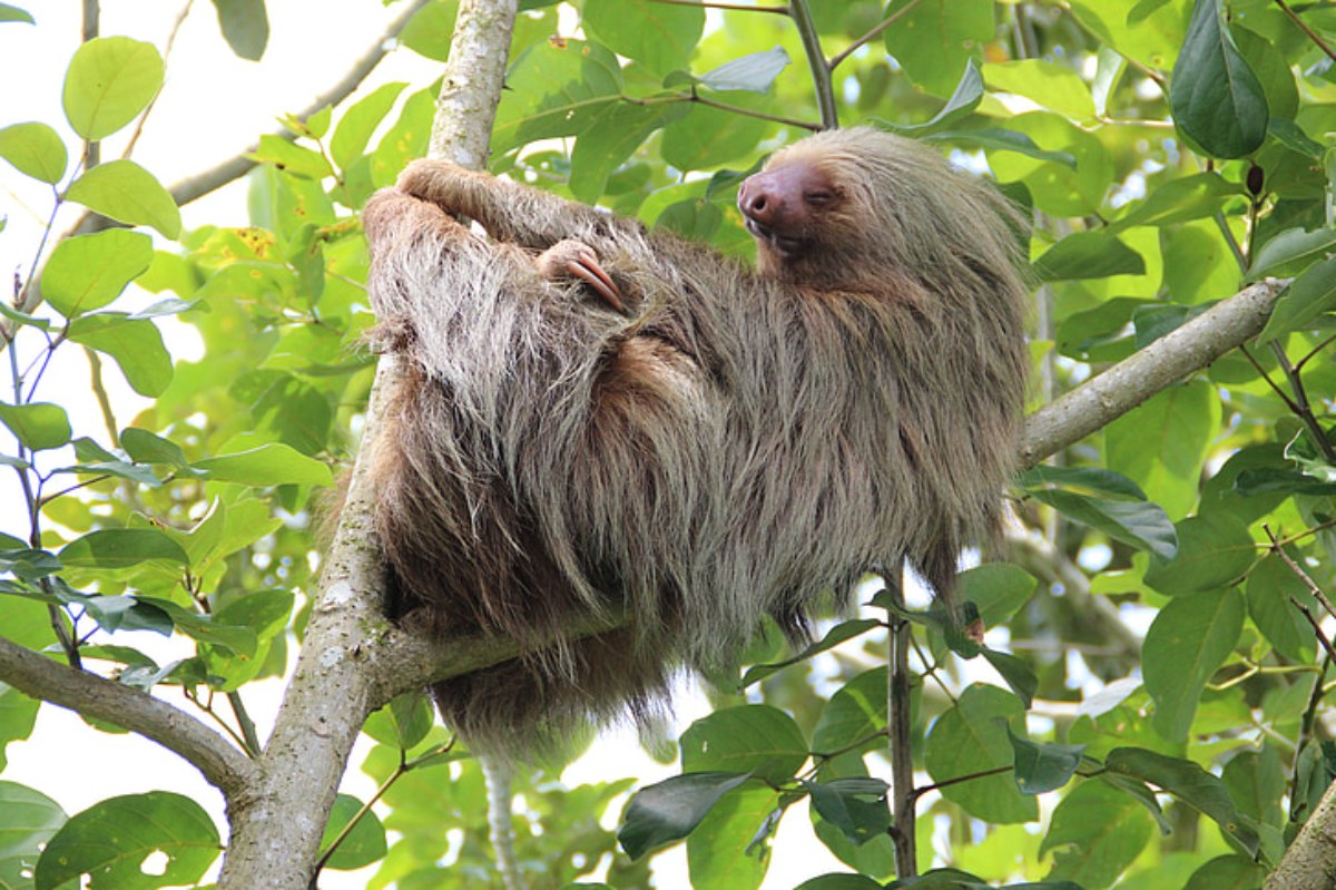 5 Powerful Facts That Shock About Sloth Danger