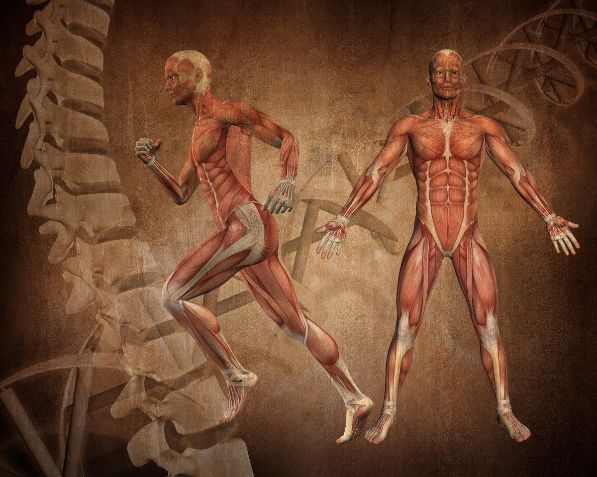 120 Astonishing Fun Facts About the Human Body 4 Fun Facts About the Muscular System