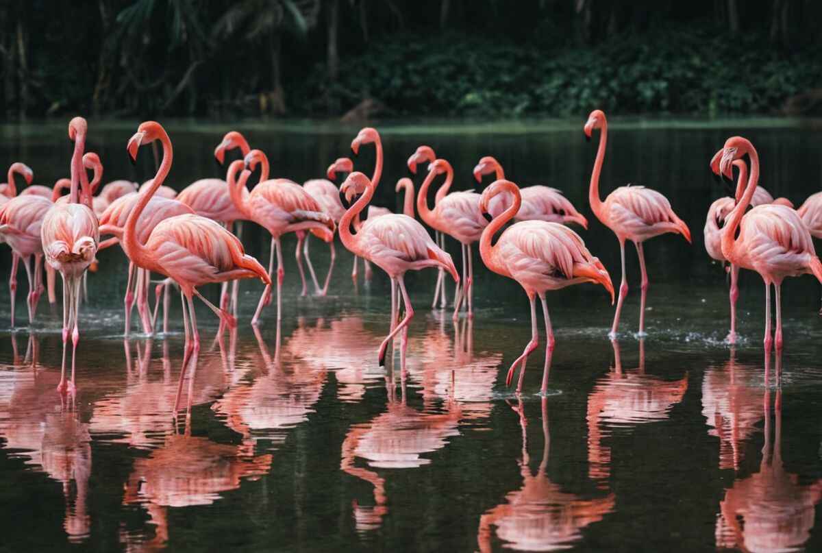 flamingos