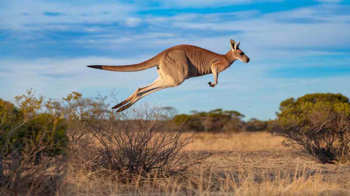 How High Can a Kangaroo Jump