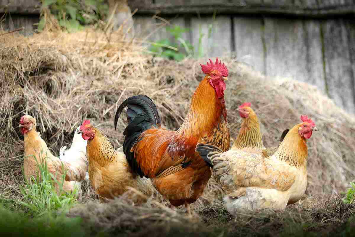 facts about roosters 
