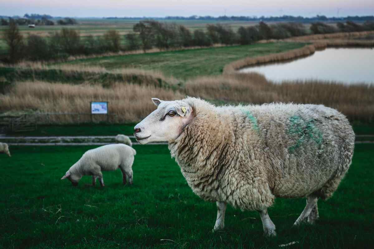 merino sheep 3 fun facts