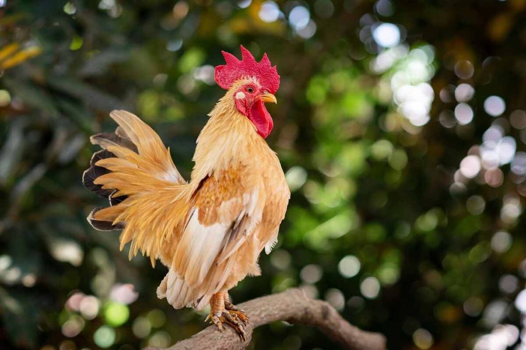 Why Do Roosters Crow? 20 Fun Facts You Didn’t Know