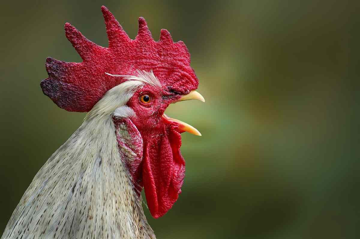 why do roosters crow