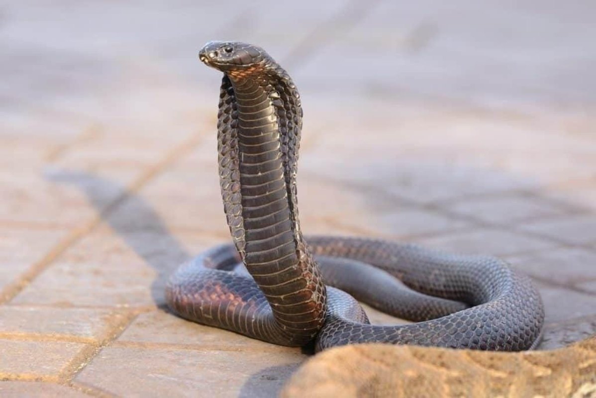 Top 10 Fascinating Facts About Snakes That Will Surprise You 2 Egyptian snake