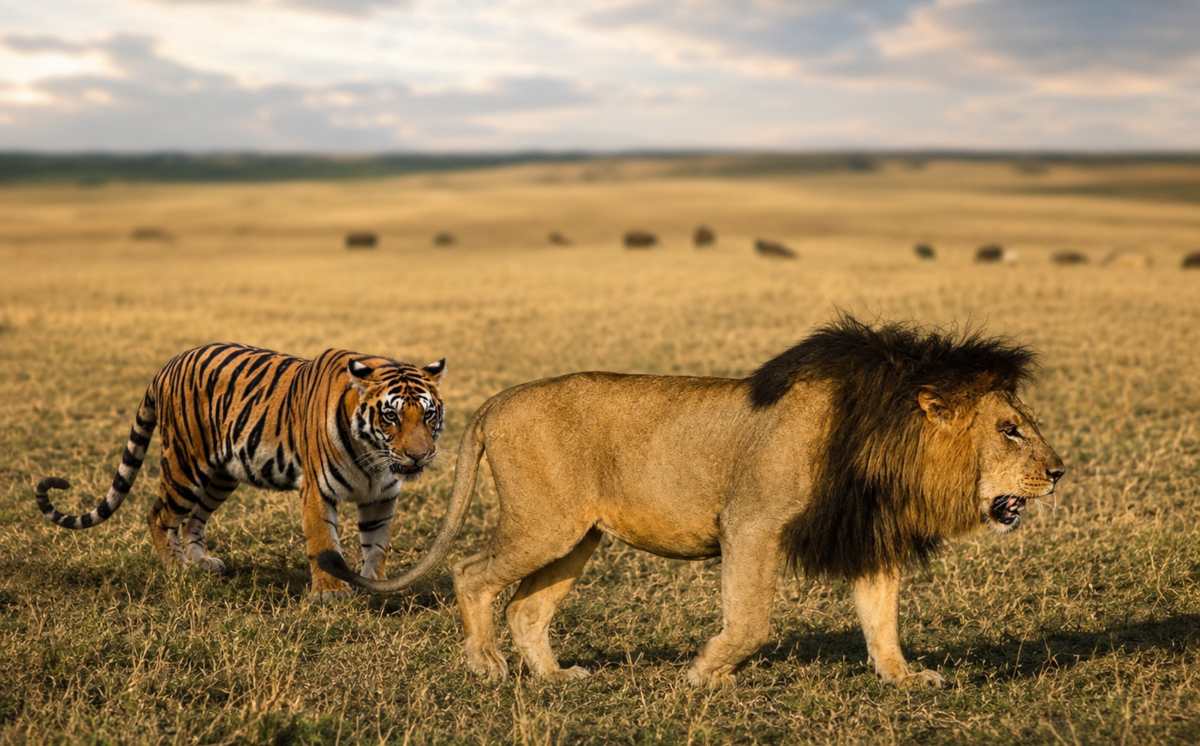 Are Tigers Bigger Than Lions? The Definitive Size Comparison (With Data) 2 Tiger vs Lion Length and Height