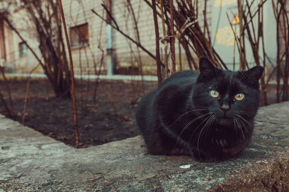 Black Cat Facts And Folklore
