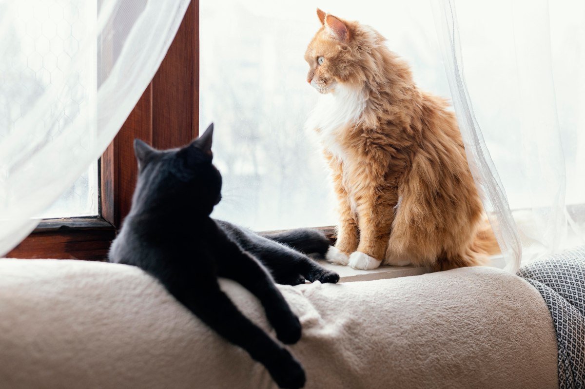 Cat Behavior Explained