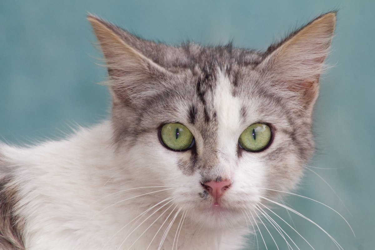 Cat Eyes And Eyesight Facts