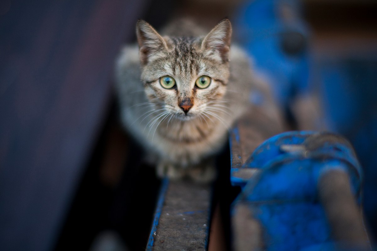 Creepy And Unsettling Cat Facts