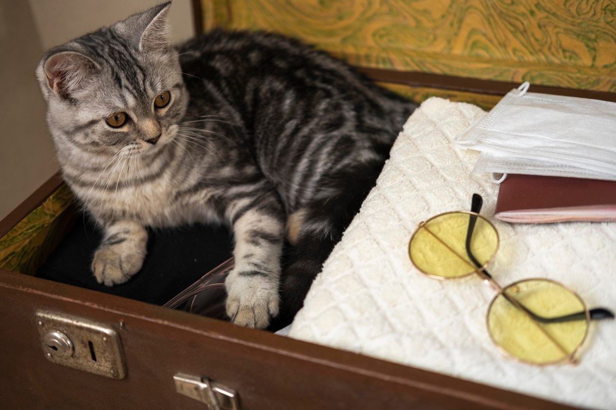 Fascinating And Unusual Cat Facts