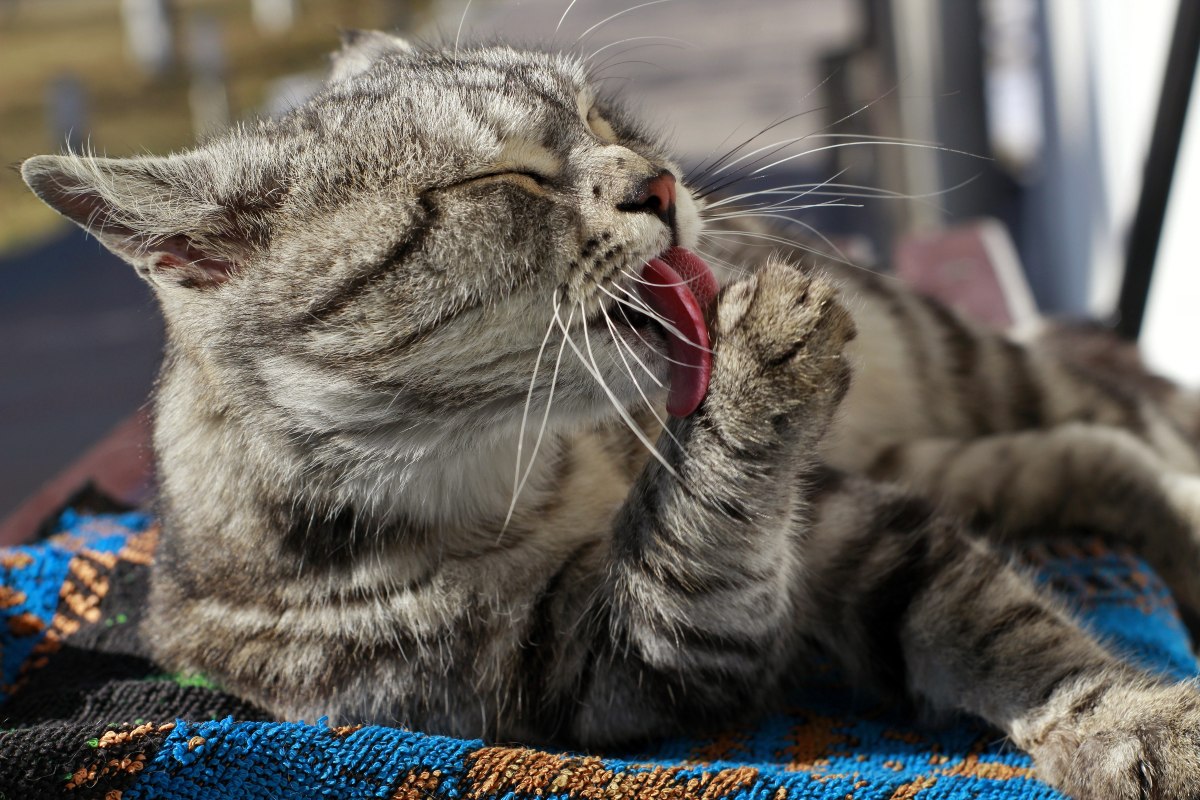Fun And Funny Cat Facts
