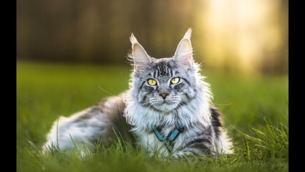 Rare And Unique Coat-Pattern Cats