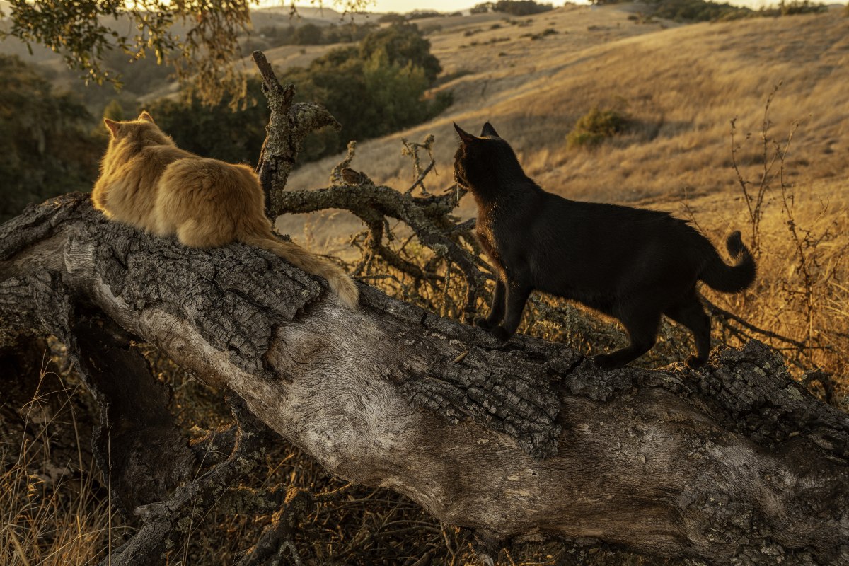 Wild Cats And Cat Habitats