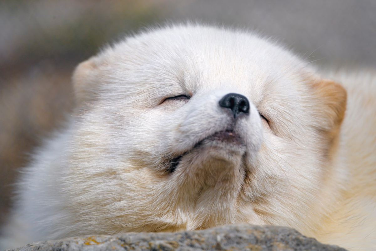 Arctic Fox Facts at a Glance