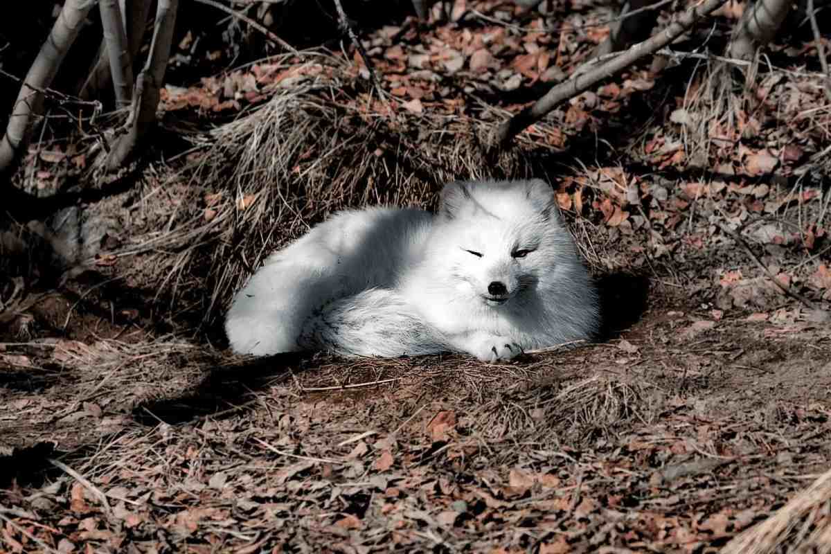 Arctic Fox Habitat And Range