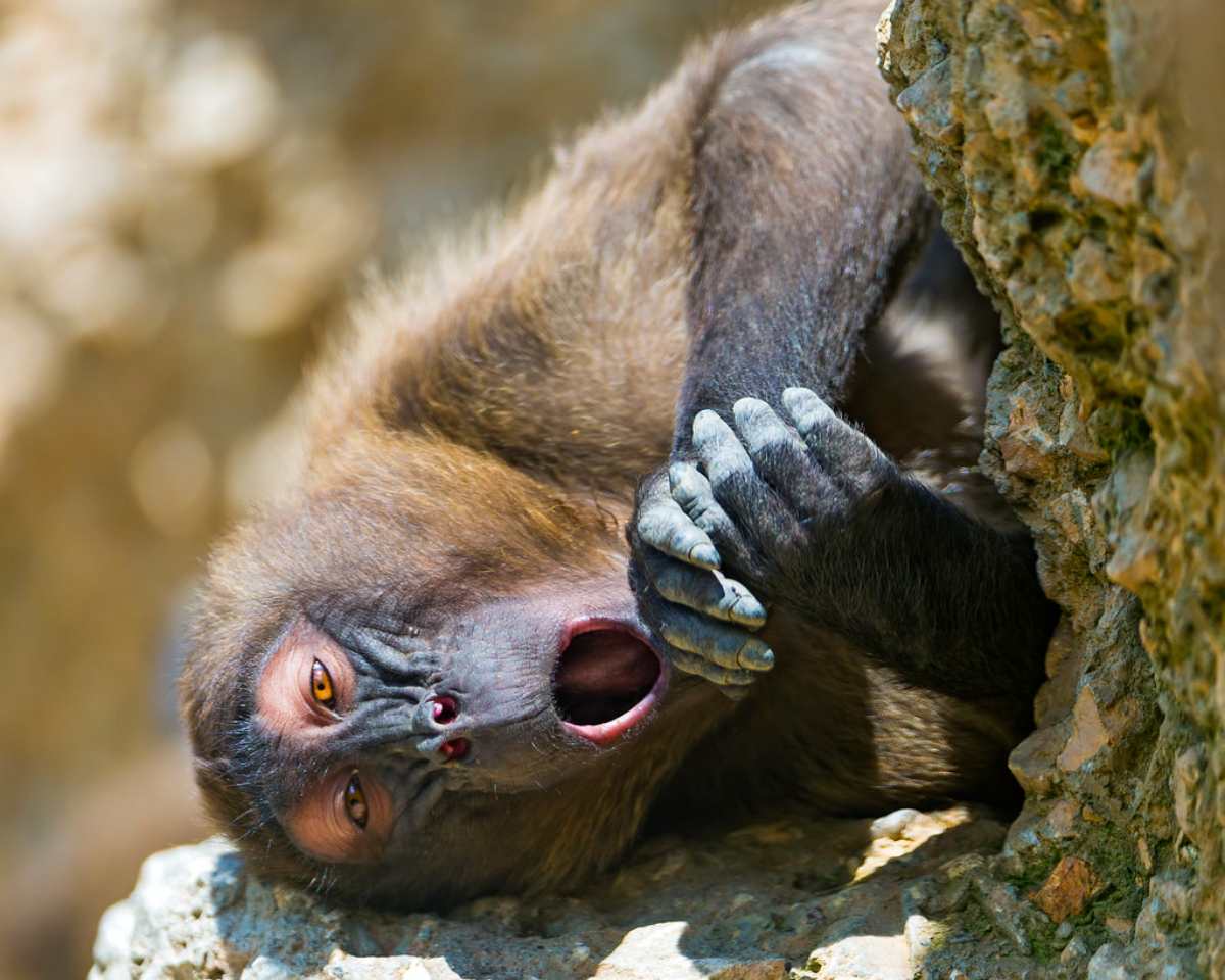 Fun and Funny Monkey Facts