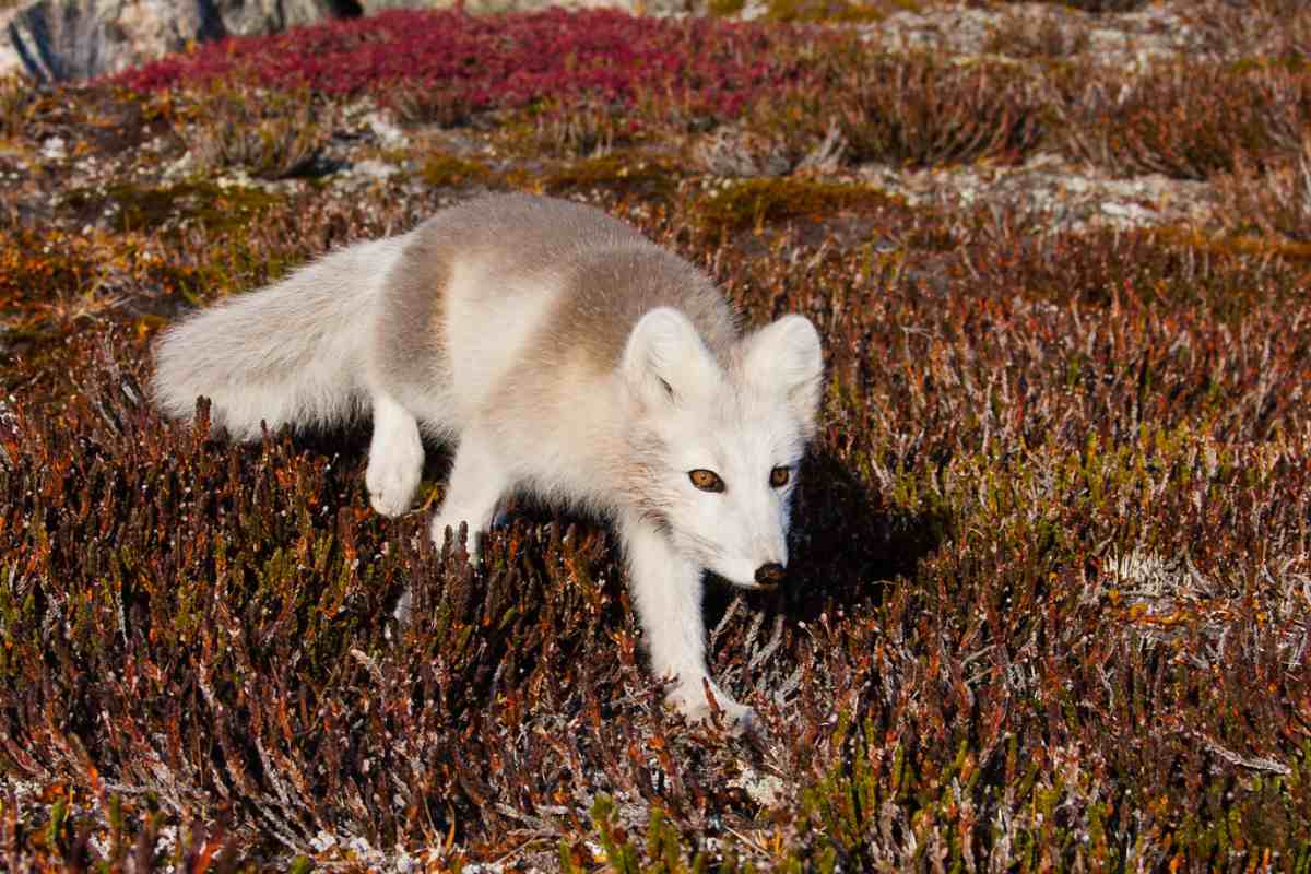 Interesting Facts About Arctic Foxes
