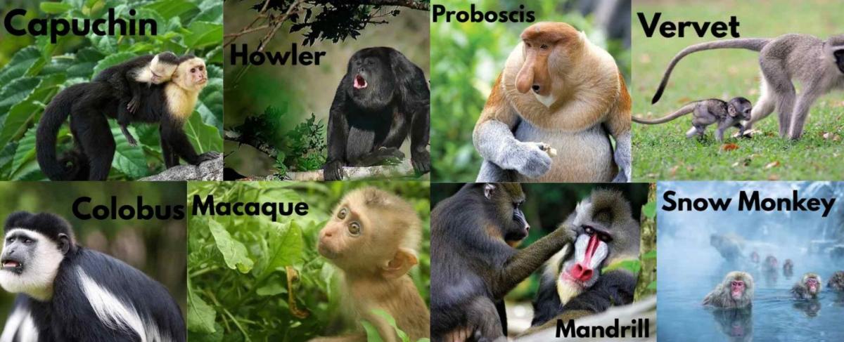 Monkey Species Deep Dive 