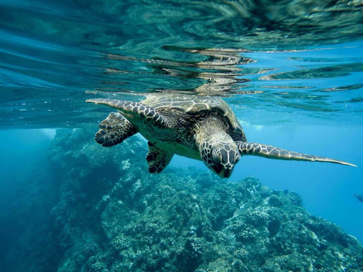 Ocean Facts | Weird, Creepy, Mind-Blowing Truths 4 Ocean Life And Creature Facts