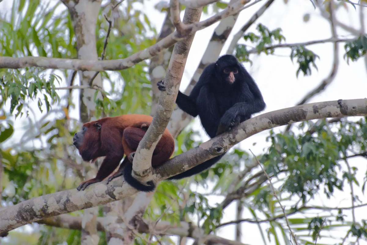 Where Monkeys Live: Habitat and Rainforest Facts