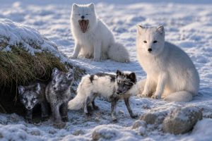 Arctic Fox Facts | Fun, Interesting And Cool Things You Didn't Know 5 arctic fox facts