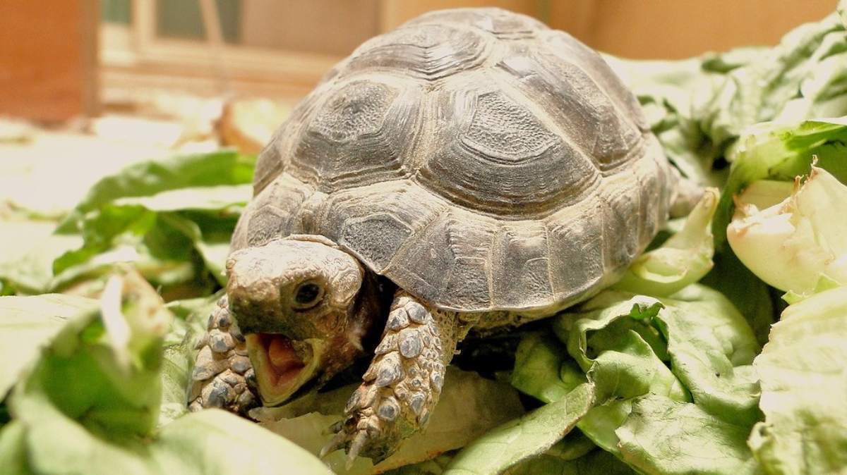Do Turtles Have Teeth?