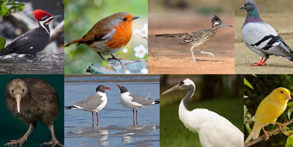 Bird Facts | Fascinating, Fun and Weird Facts About Birds 4 Facts About Popular Bird Species