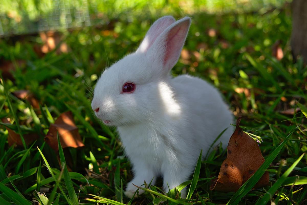 Fun Facts About Rabbits