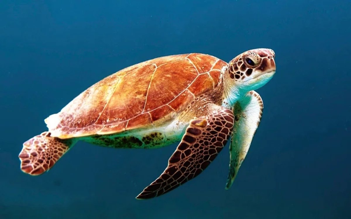 Fun and Weird Turtle Facts