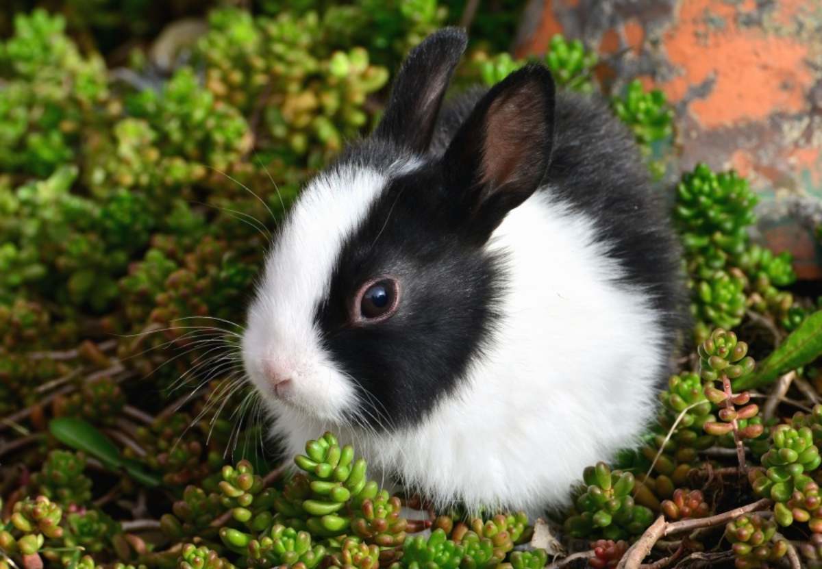Quick Rabbit Facts at a Glance
