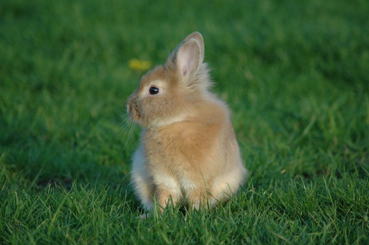 Rabbits in Culture and History