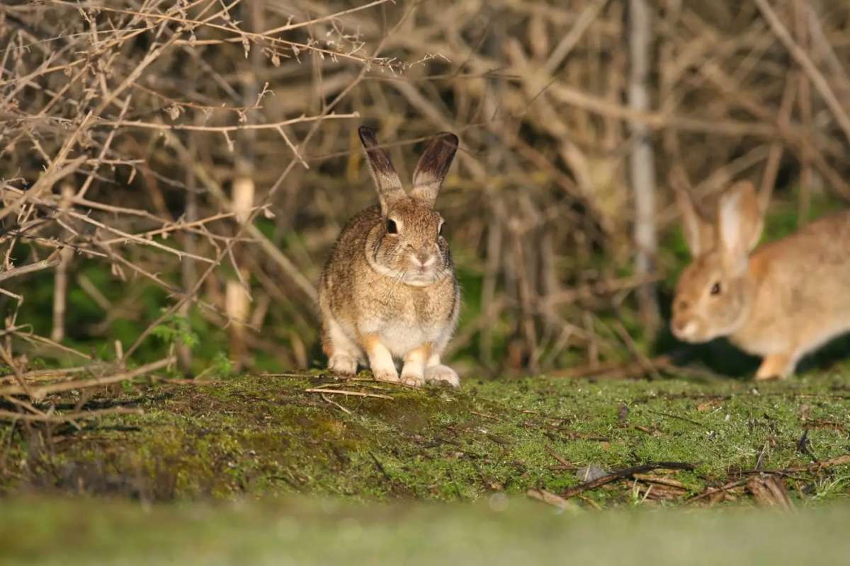 Weird and Unusual Rabbit Facts